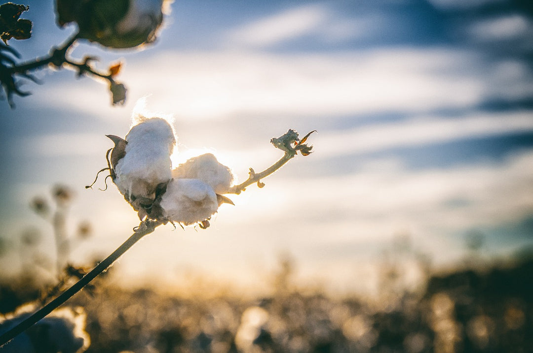 Pourquoi le coton bio est le choix idéal pour vos textiles ?