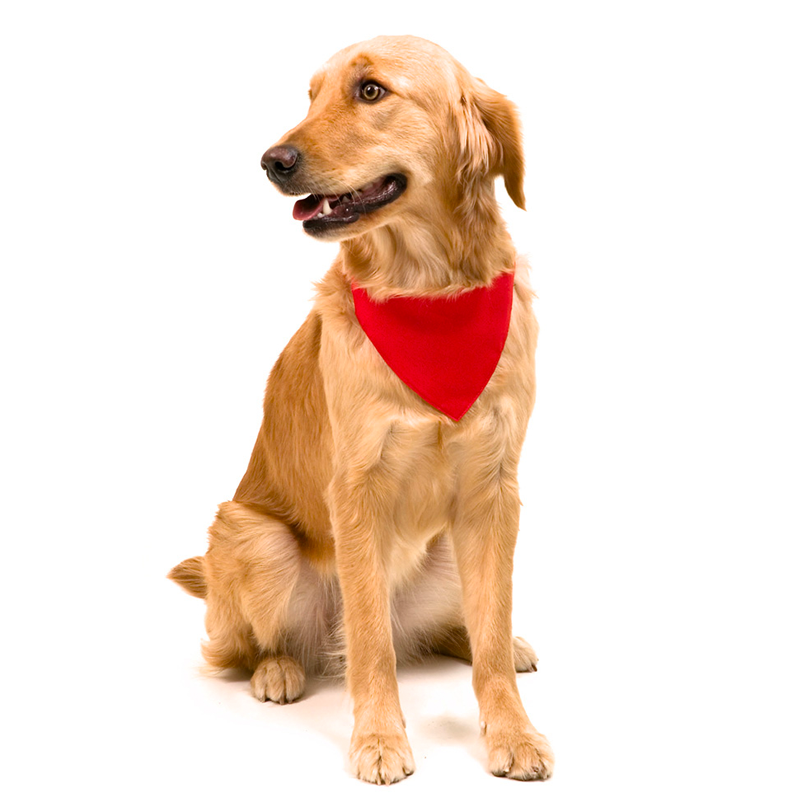 Bandana personnalisable pour chiens Atelier Du Dealer Accessoires chien